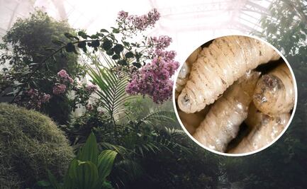 Gusano Barrenador: ¿Qué plantas te ayudan a alejar esta plaga?