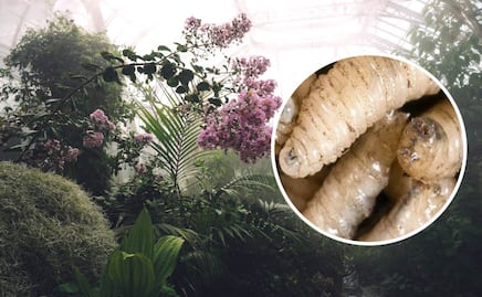 Gusano Barrenador: ¿Qué plantas te ayudan a alejar esta plaga?