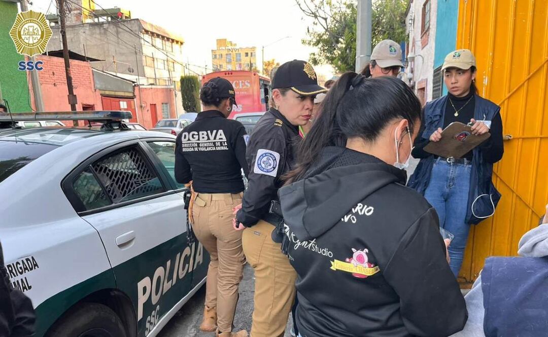 En la CDMX Brigada de Vigilancia Animal rescata 21 lomitos en mal estado
