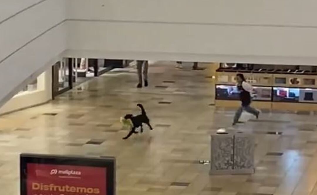 Perrito malvado se hace viral por robar un peluche y derrite de ternura al Internet