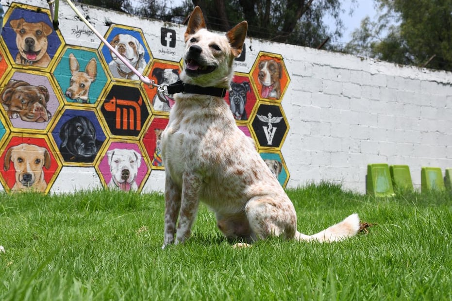 Metro busca hogar para 43 lomitos rescatados en su Centro de Transferencia Canina
Foto: Metro