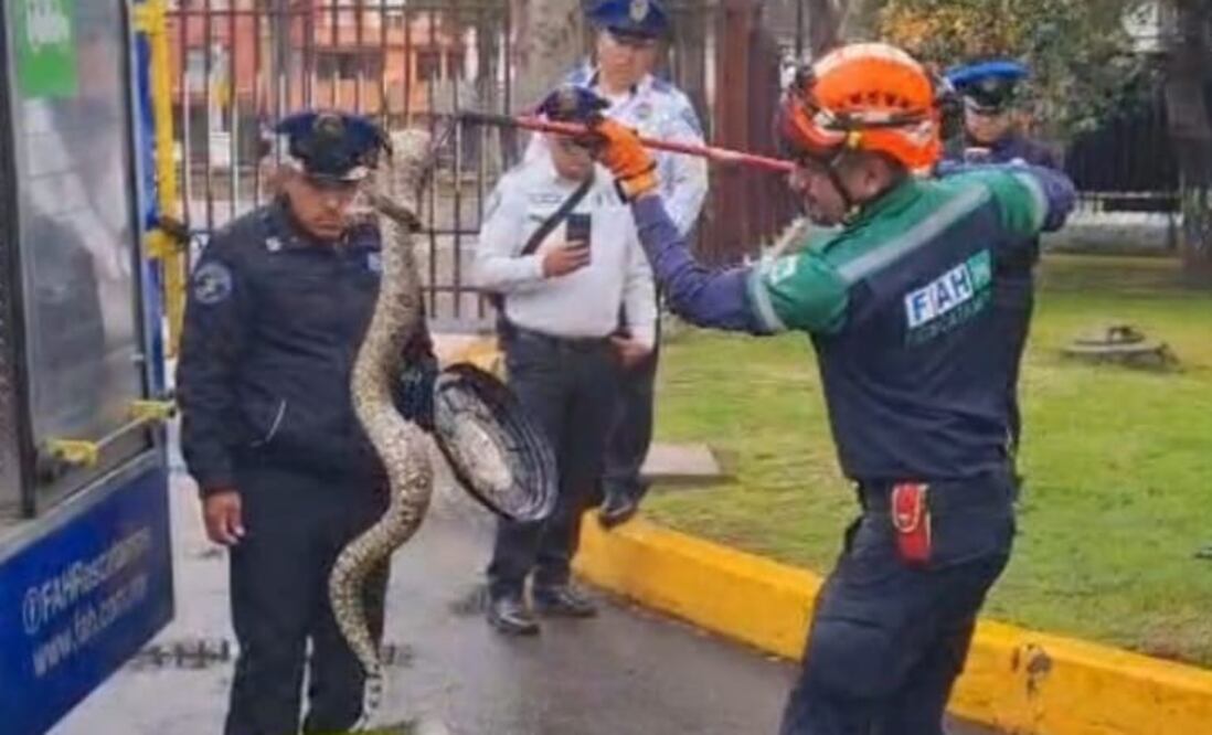 Boa en el IPN (Foto: Captura de video)