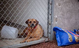 Descartan construir complejo en predio del Refugio Franciscano