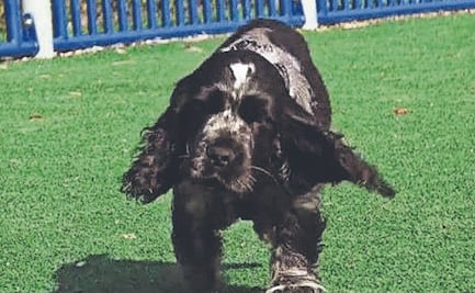 ¡De la emoción se queda jetón! Gösta, el cachorro que conquista TikTok con sus repentinas ‘siestas’