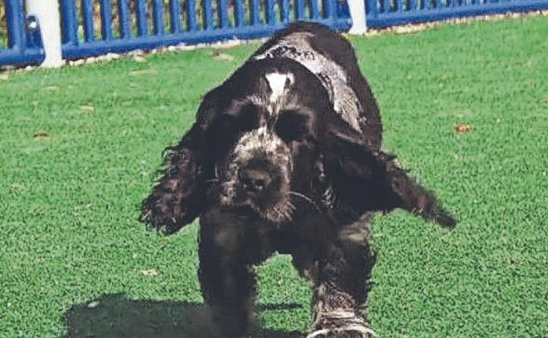 ¡De la emoción se queda jetón! Gösta, el cachorro que conquista TikTok con sus repentinas ‘siestas’
Foto: Instagram