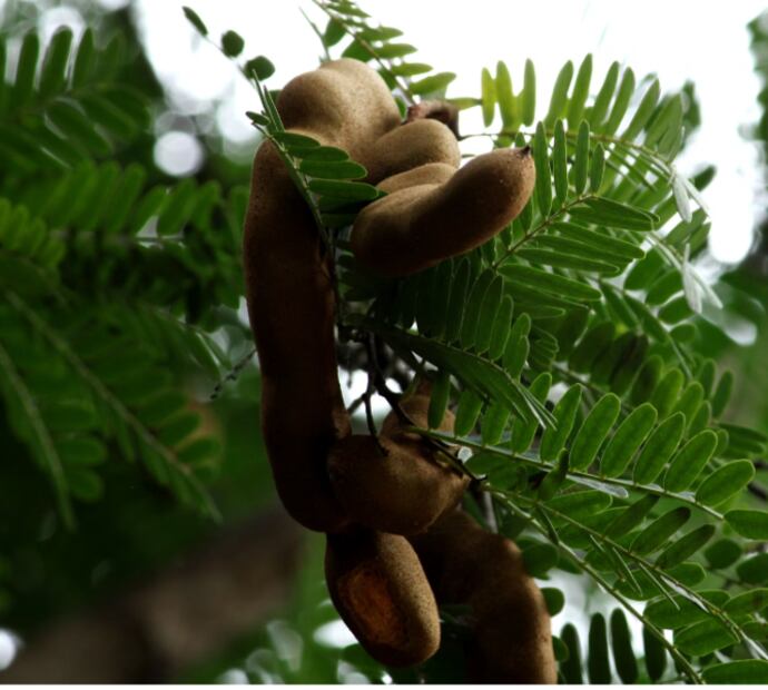 tamarindo-fruta.png