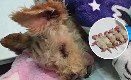 Cereza, perrita sobreviviente a explosión en Puente de la Concordia lucha por su vida y la de sus cachorros