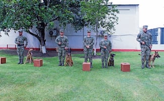 ¡A la orden! Pastores belgas ayudan al ejército en tareas de detección de sustancias ilícitas