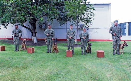 ¡A la orden! Pastores belgas ayudan al ejército en tareas de detección de sustancias ilícitas