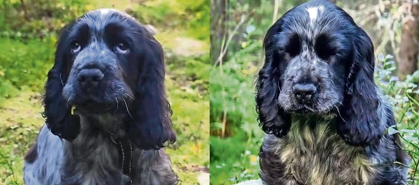 ¡De la emoción se queda jetón! Gösta, el cachorro que conquista TikTok con sus repentinas ‘siestas’
Foto: Instagram