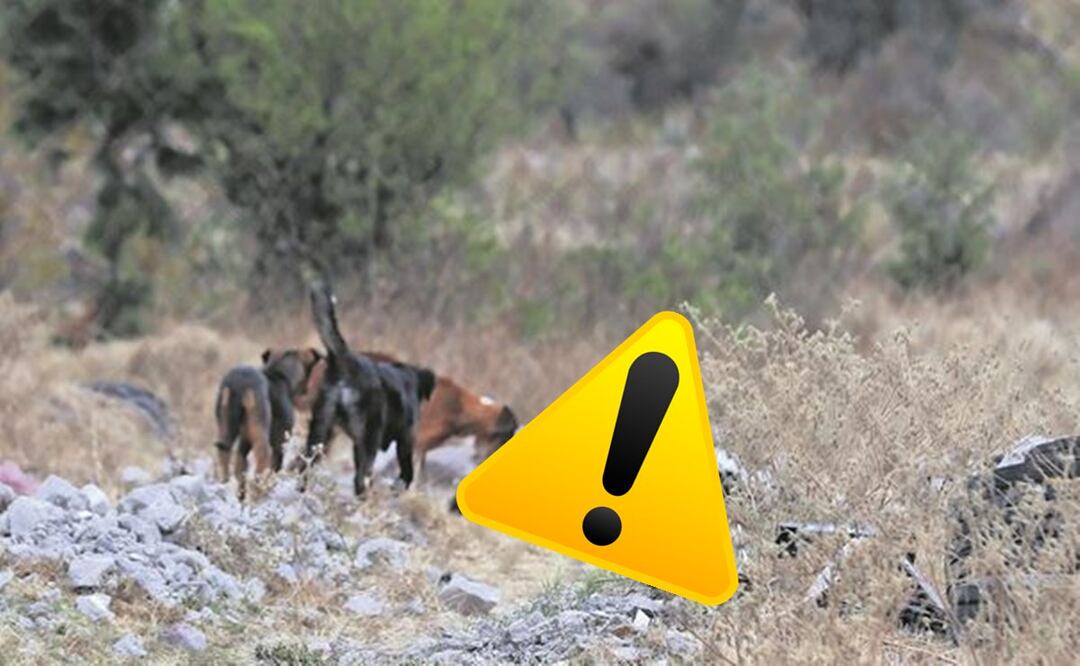 Lomitos hambientos se saboreaban el cadáver de un hombre, en Tlalnepantla