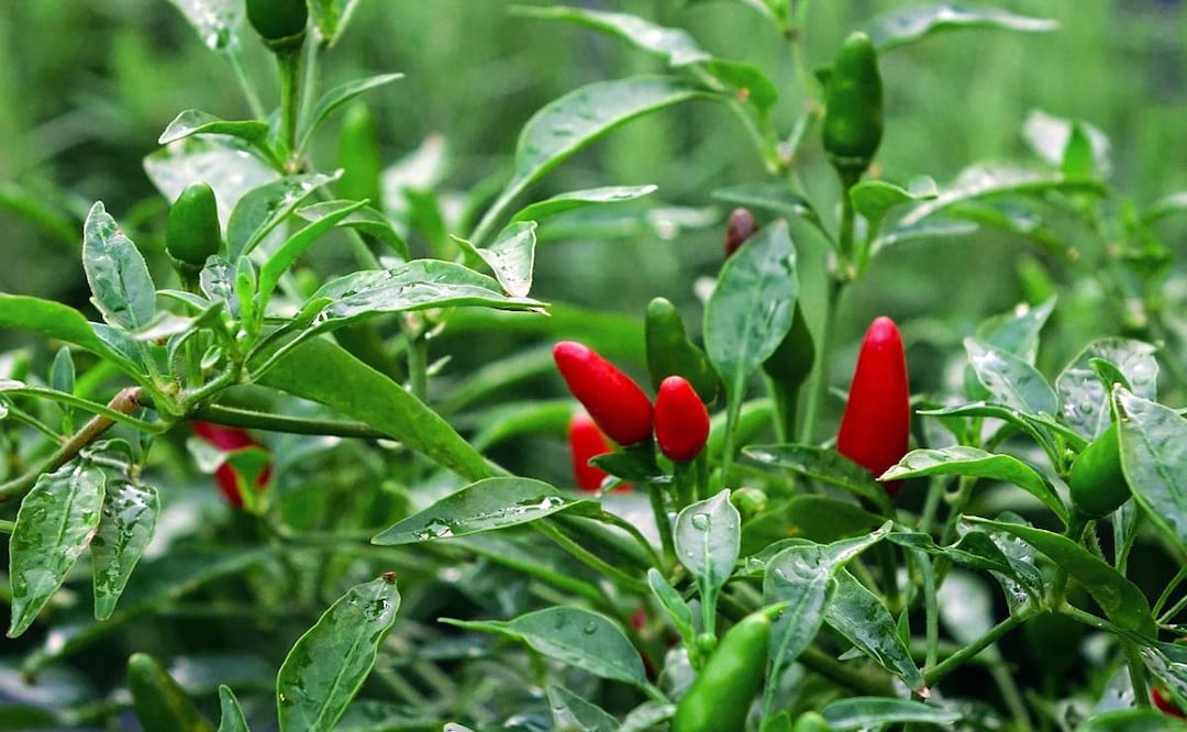 México tiene chile para los paisanos y hasta para los extranjeros ¿Cuánto produce?