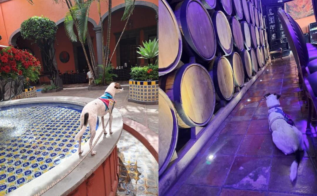 Perrito se viraliza porque cuidadora se lo llevó de vacaciones 