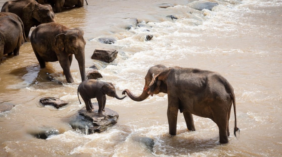 Mamá elefante y su bebé (Foto: Unsplash)