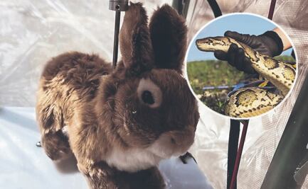 Conejos robots engañan a pitones ¿triunfará la ciencia sobre la naturaleza?
