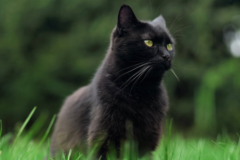Gato negro (Foto: Pixabay)