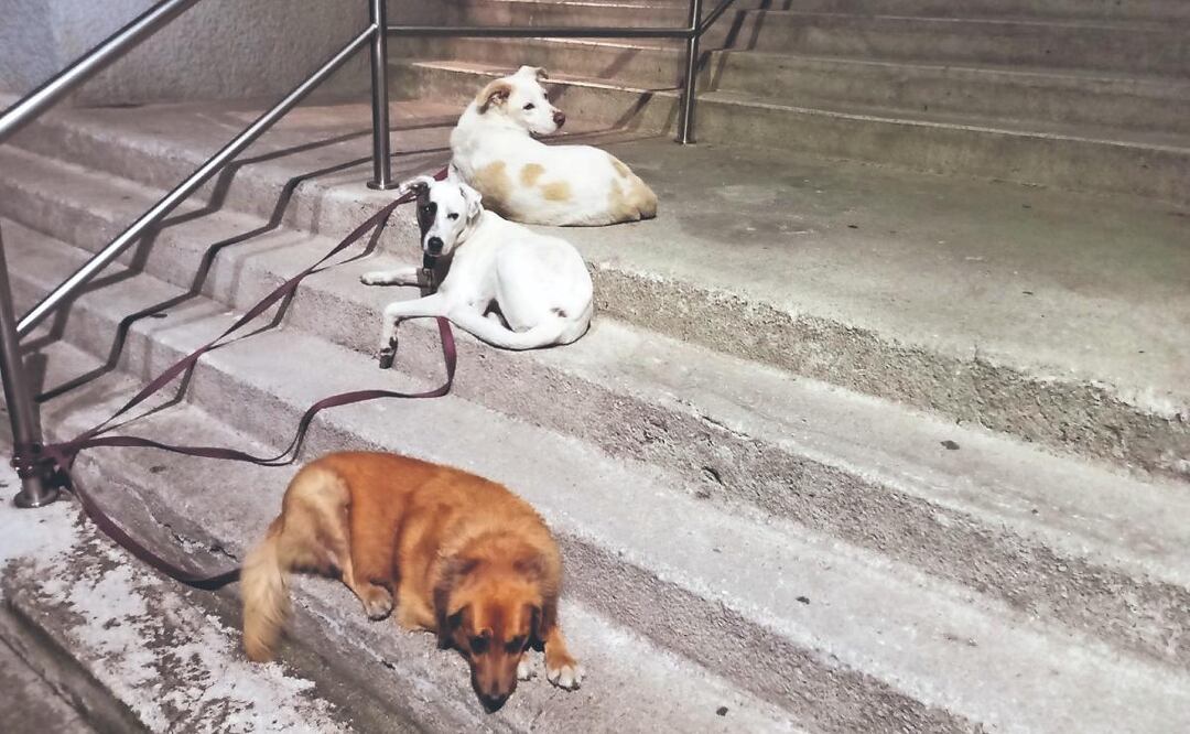 Lomitos quedan huérfanos, indigente acabó con su dueño en la Benito Juárez