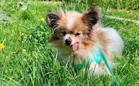 Adiós a Lazare: murió el perro más longevo del mundo a los 30 años 