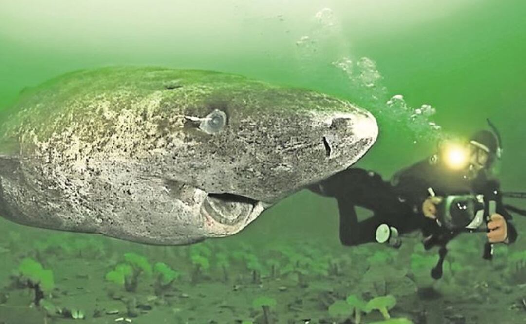 Avistan tiburón abuelito, es el animal más viejo del mundo entero