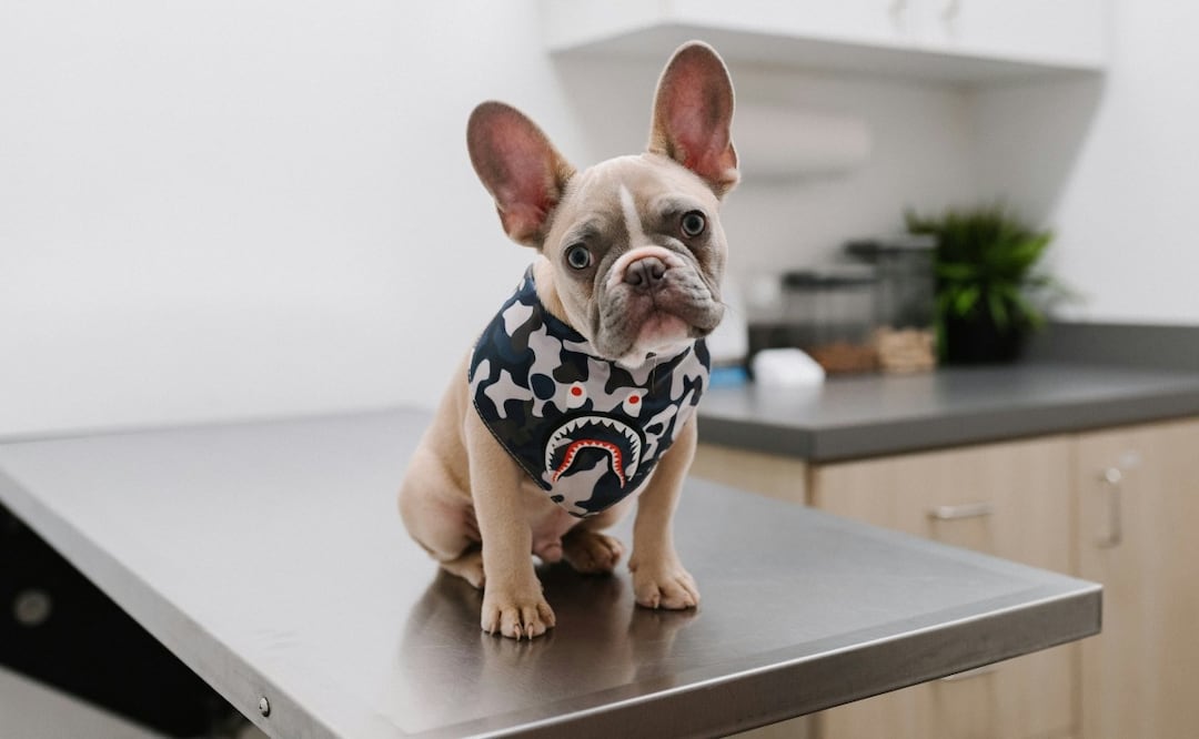 Foto: Unsplash (Valle de Chalco lanza campaña de esterilización para perritas: conoce los requisitos)