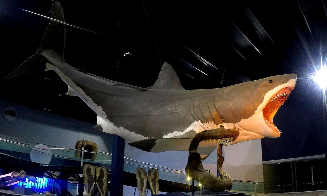 Megalodón (Foto: Especial)