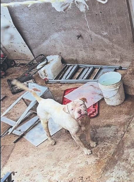 Dejan a su suerte a perros y gatos durante 15 días en Tlalpan
Foto: Especiales