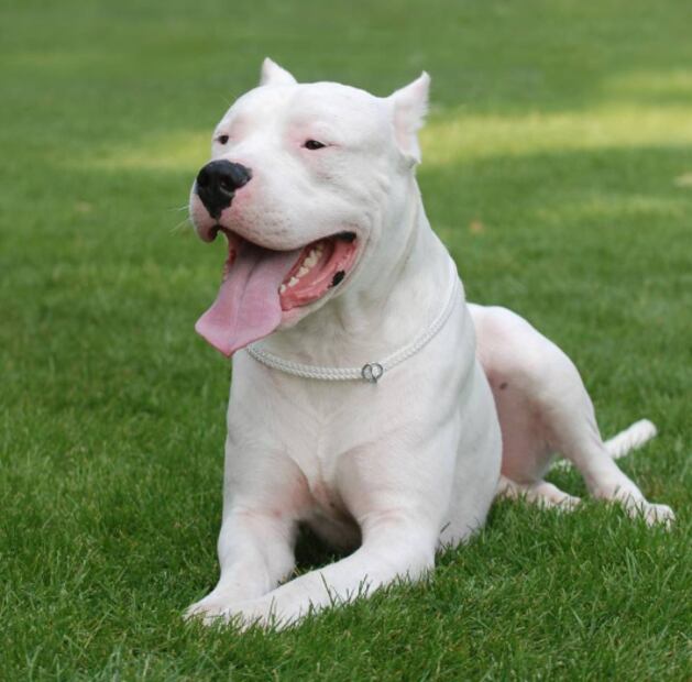 Dogo Argentino (Foto: X)