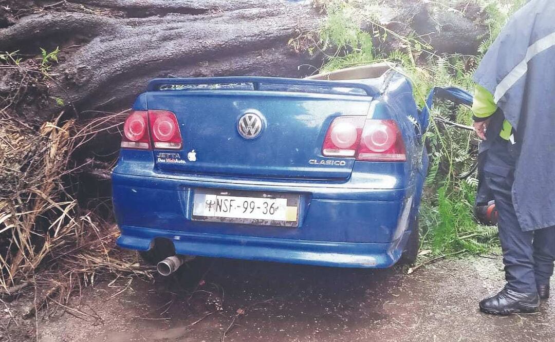 Cae árbol sobre carro y deja a bebé sin madre, en la Benito Juárez
