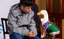 ¿Qué es el "efecto Nemo" y por qué hay miedo de que el Pato Merlín provoque algo parecido?