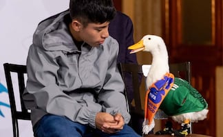 ¿Qué es el "efecto Nemo" y por qué hay miedo de que el Pato Merlín provoque algo parecido?