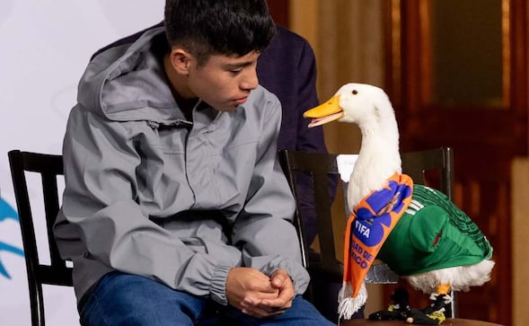 ¿Qué es el "efecto Nemo" y por qué hay miedo de que el Pato Merlín provoque algo parecido?
