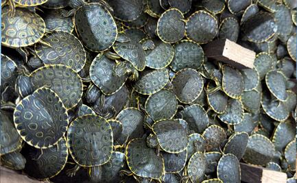 ¿Cómo fue el rescate de más de 3,000 tortugas en Chiapas?