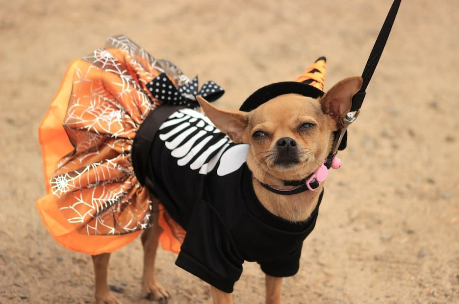 Chihuahuas se apoderarán de Chapultepec con una caminata de Halloween y Día de Muertos
Foto. Redes Sociales