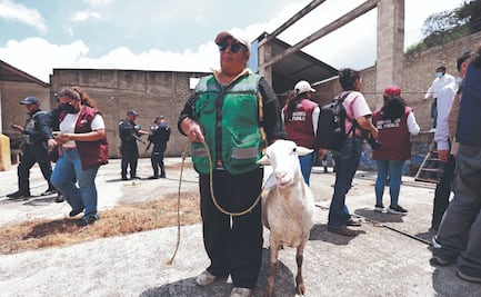 Incautaron cientos de gallinas y borregos que estaban en negocios ligados a La Familia Michoacana ¿Los regalaron?