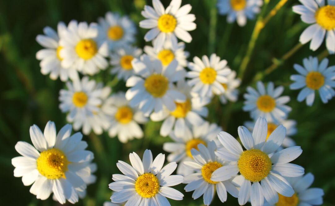 Además de sabrosa, ¿para qué sirve la manzanilla?