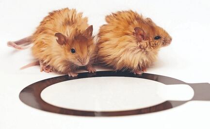 Científicos crean ratón con pelaje de mamut: un paso más hacia la resurrección de especies extintas"