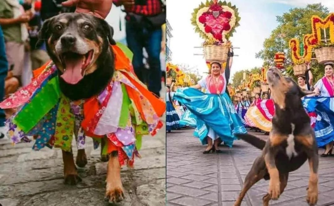 “Mazapán”, el tierno perrito oaxaqueño, está de regreso en la Guelaguetza