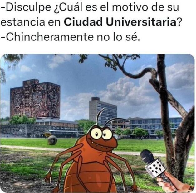 chinche6.jpg