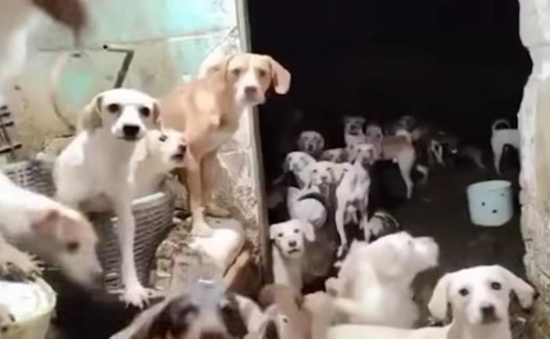 Rescatan a decenas de perros y gatos hacinados en una casa de Iztapalapa