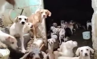 Rescatan a decenas de perros y gatos hacinados en una casa de Iztapalapa