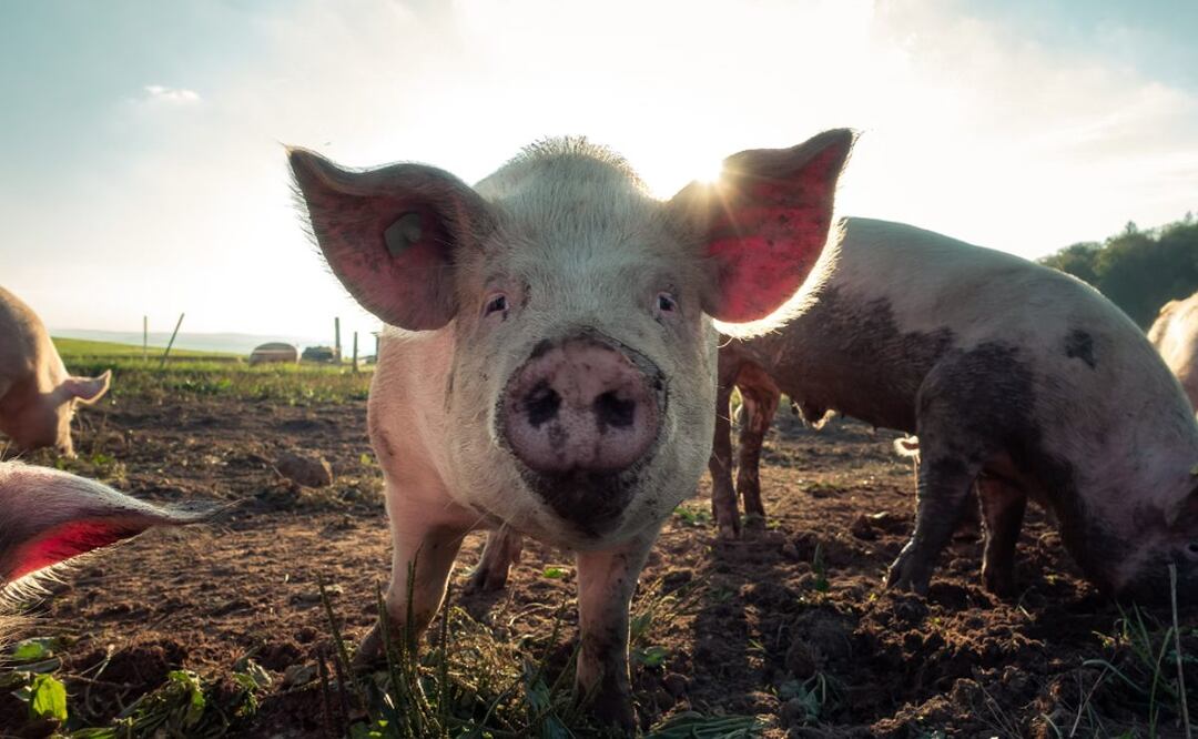 Hombre de la tercera edad murió al ser atacado por un cerdo en Yucatán