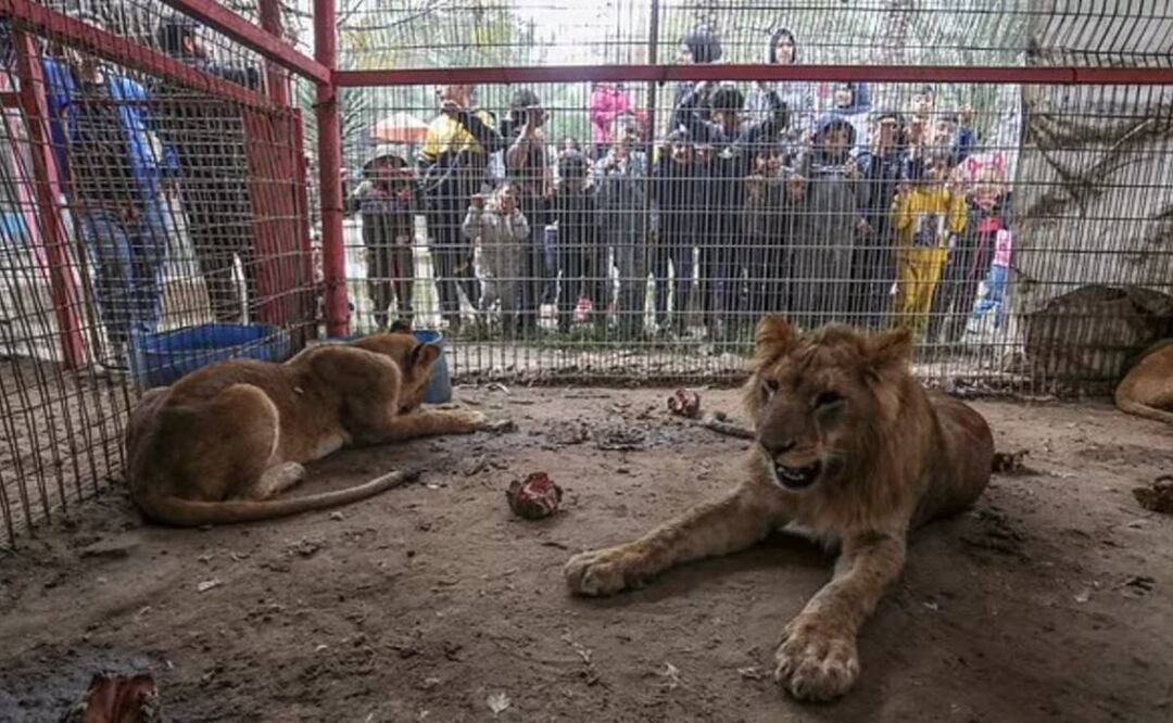 Triste escenario, animales de zoológico en Gaza se alimentan de sobras para sobrevivir