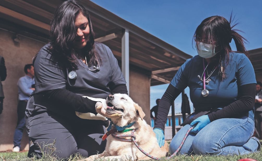 Clara Brugada responde a críticas por traslado de perros rescatados del Refugio Franciscano. Foto: (Luis Camacho. El Gráfico)