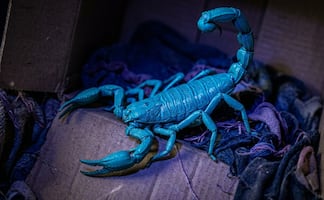 Temporada de alacranes: Cómo alejarlos de tu casa y qué hacer ante una picadura 