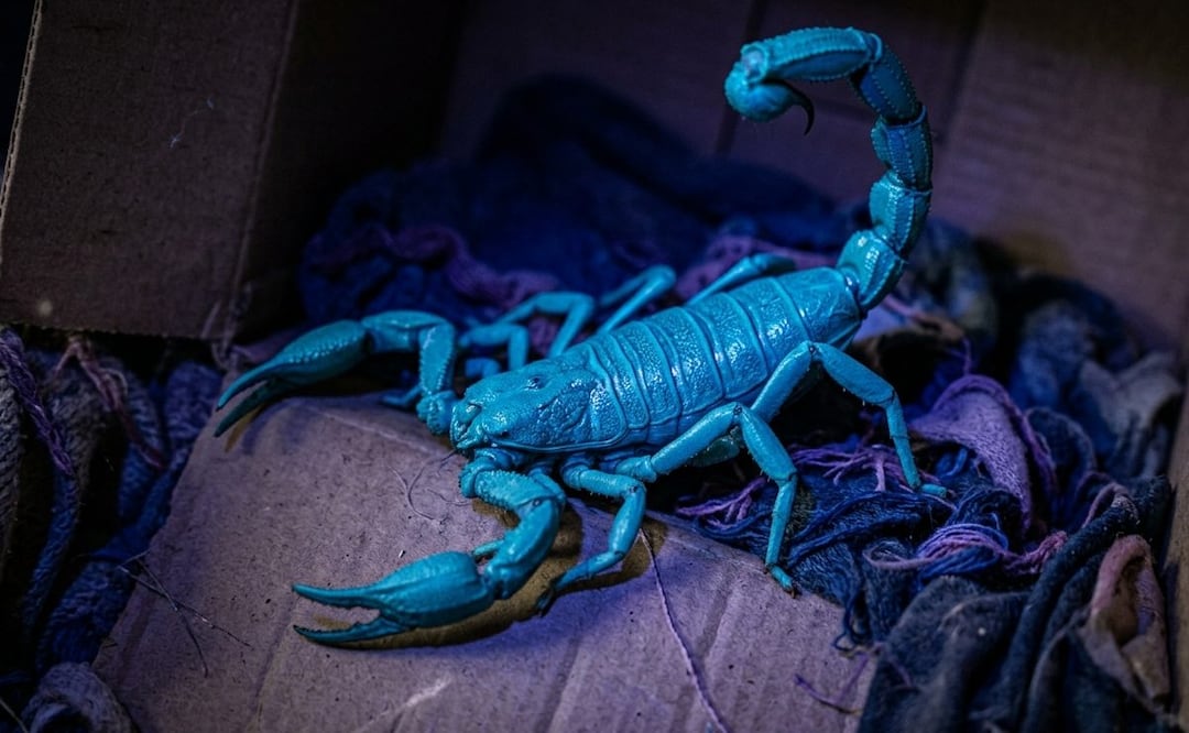 Imagen ilustrativa: IA (Temporada de alacranes: Cómo alejarlos de tu casa y qué hacer ante una picadura )