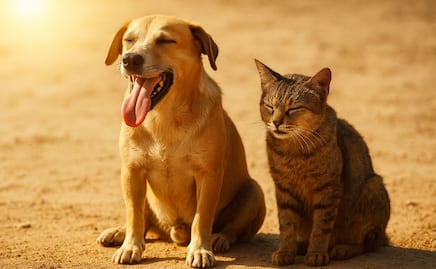 Golpe de calor: ¿Cómo afecta a tus mascotas y qué puedes hacer para protegerlas?