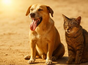 Golpe de calor: ¿Cómo afecta a tus mascotas y qué puedes hacer para protegerlas?