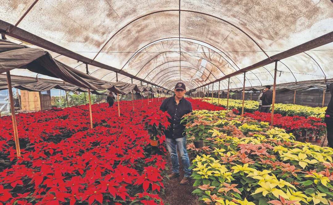 Nochebuenas directo del productor: familias de Xochimilco buscan conquistar la Navidad 2024