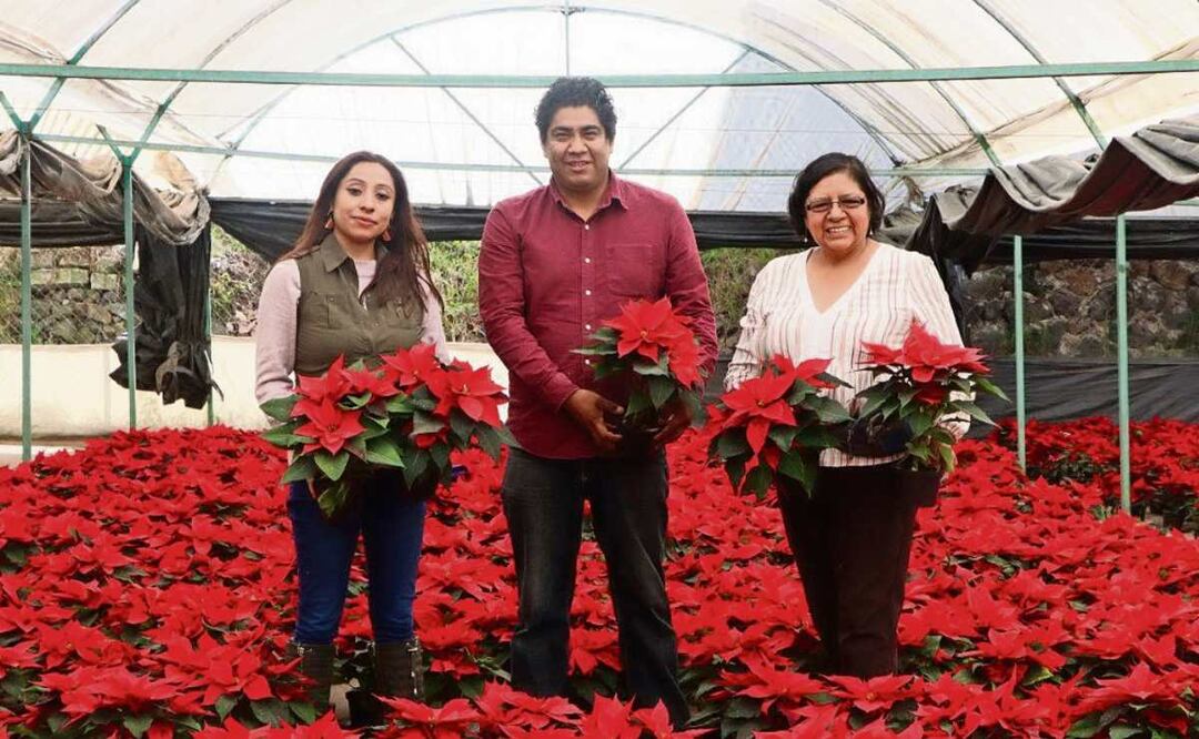 ¿Quieres una flor de nochebuena directo de Xochimilco? Belaplant es la opción