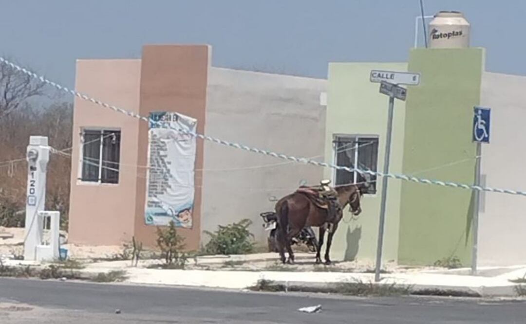 ¡Les valió! Dejan a caballo en la calle y amarrado, en pleno calor infernal de Yucatán